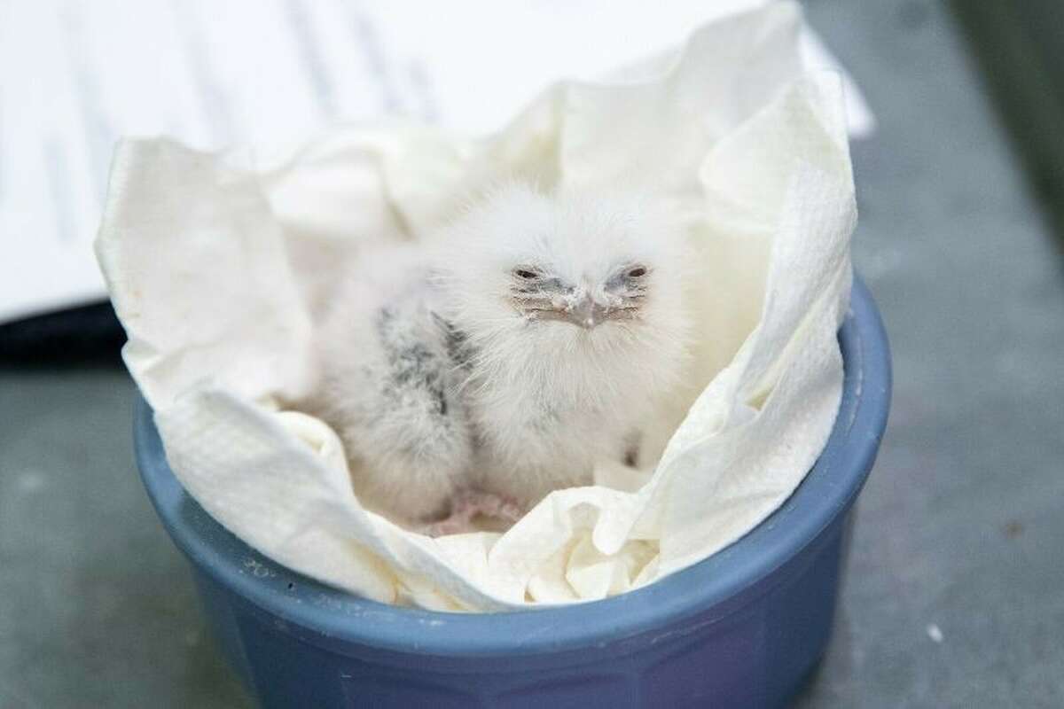 The nocturnal birds are native to Australia and are often mistaken for owls. The species is not endangered, but does suffer habitat loss from pesticide use. “A newly hatched tawny frogmouth chick resembles an oversized cotton ball,” explained animal curator Mark Myers. “In the coming weeks it will start to acquire its juvenile plumage and darker contour feathers that act as camouflage, blending into the color and texture of tree bark.”