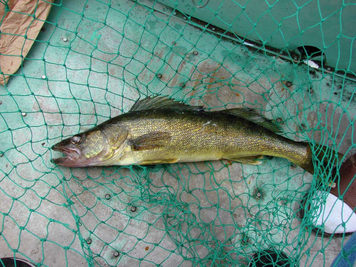 Saginaw bay walleye