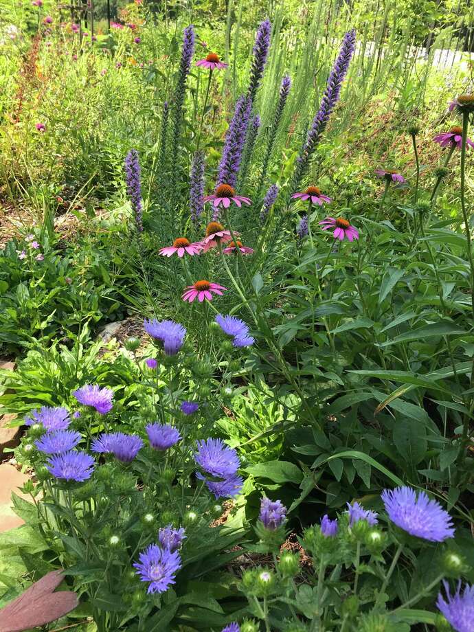 Master Gardener: Tips for planting a pocket prairie - The Courier