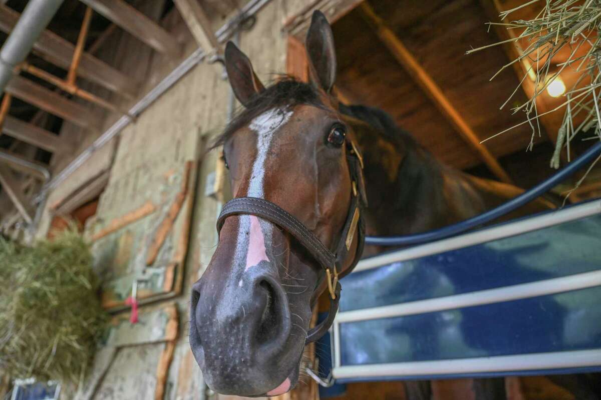 Sistercharlie stands in the stall in Chad Brown?•s Racing Stable Friday July 24, 2020 on the grounds of the Oklahoma Training Center adjacent to the Saratoga Race Course in Saratoga Springs, N.Y. Photo by Skip Dickstein/Special to the Times Union.