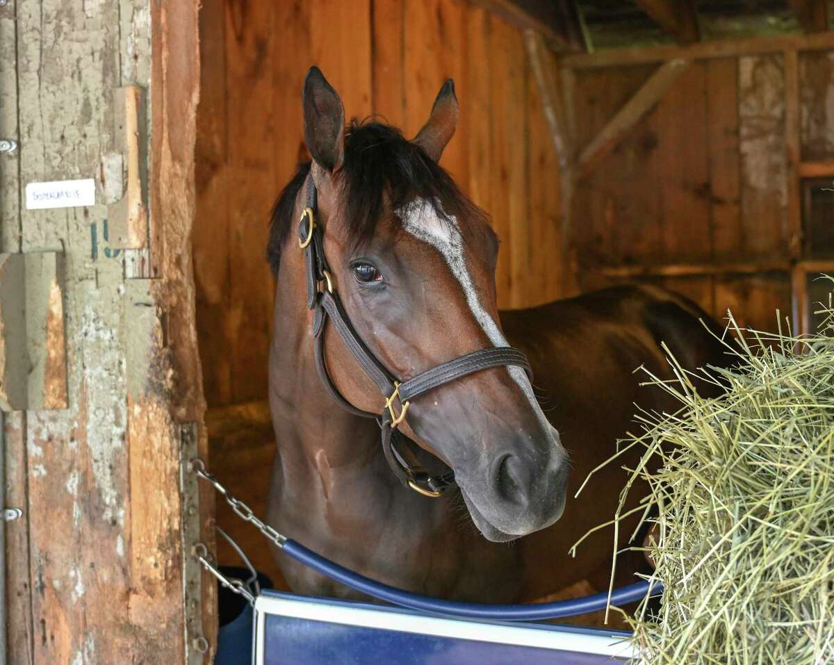 Sistercharlie stands in the stall in Chad Brown?•s Racing Stable Friday July 24, 2020 on the grounds of the Oklahoma Training Center adjacent to the Saratoga Race Course in Saratoga Springs, N.Y. Photo by Skip Dickstein/Special to the Times Union.