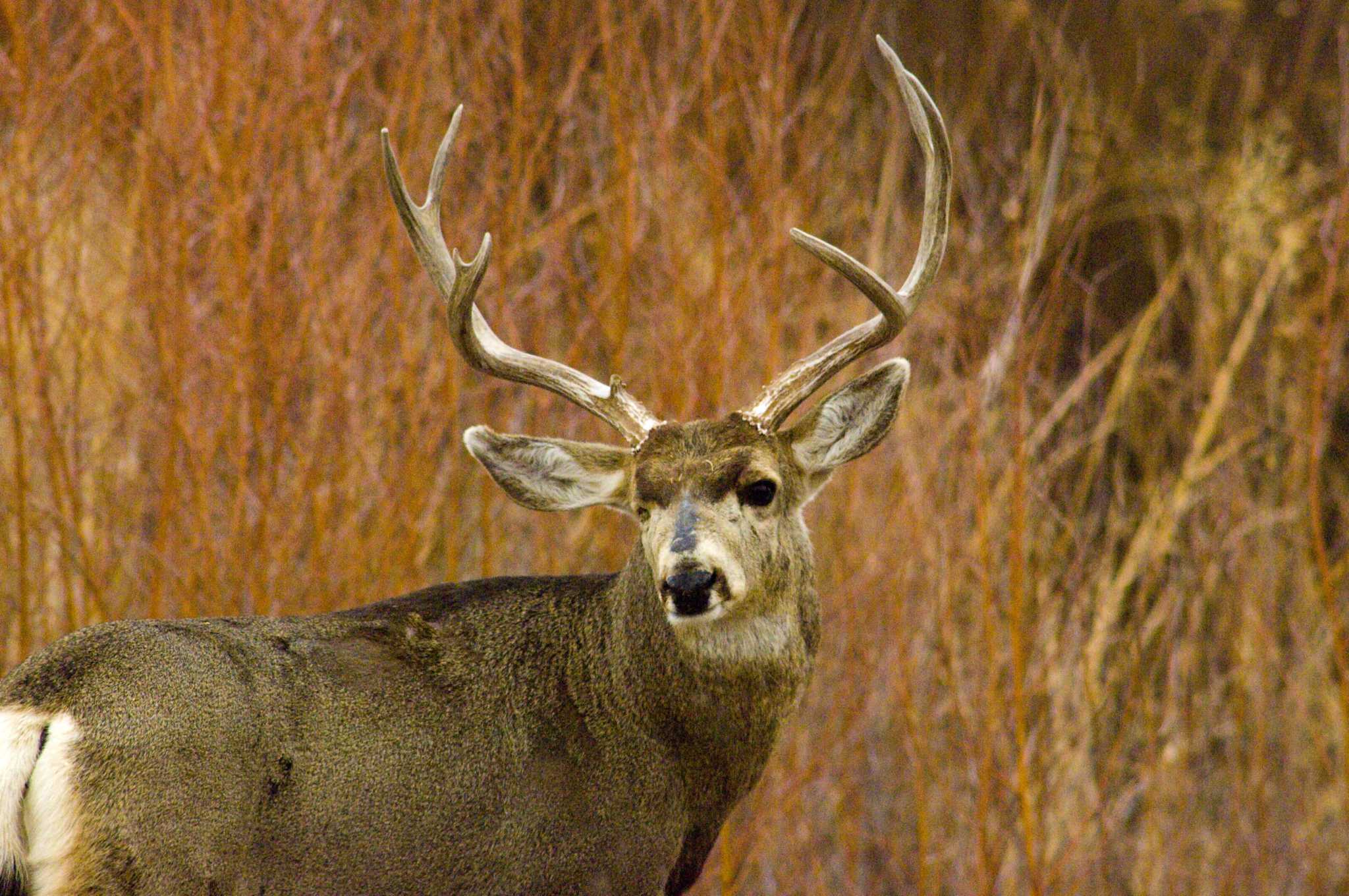 Experimental antler restrictions paying early dividends for Texas mule ...