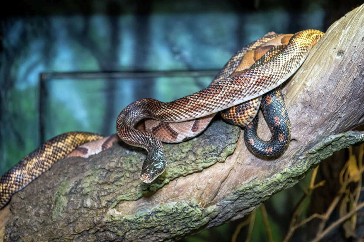 Otters, snakes, gorillas, carousel Houston Zoo continues phased reopening