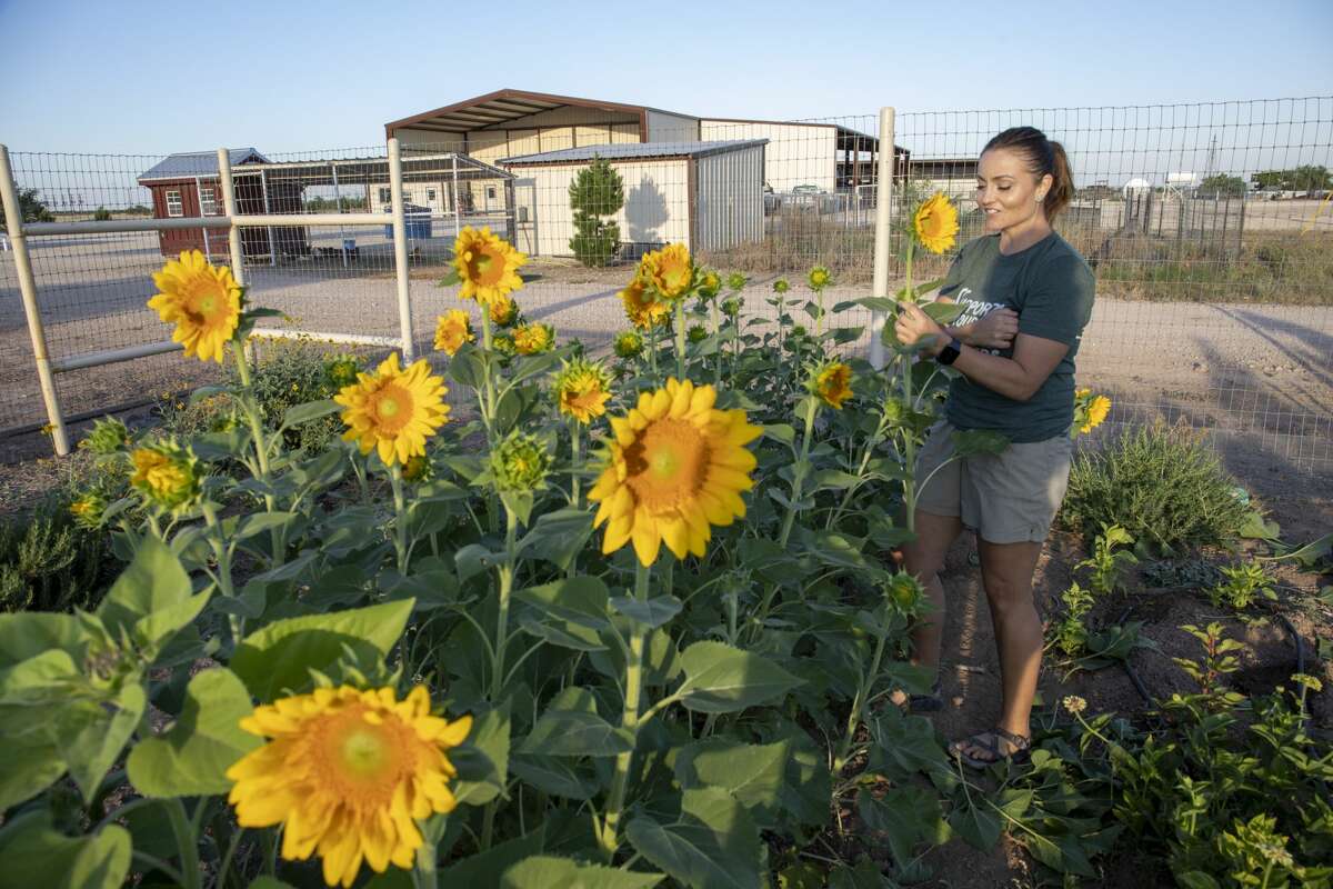 Amanda Evridge spends the morning of Monday, June 15, 2020 cutting flowers in her flower garden on Evridge Farms near Midkiff.