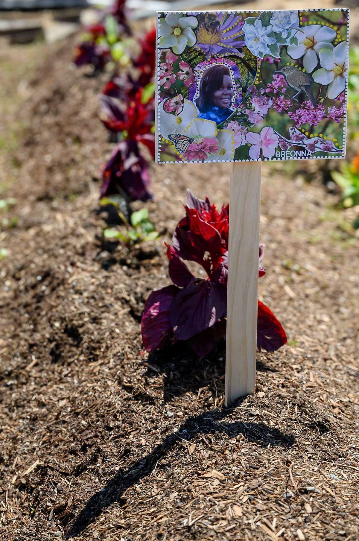 A row marker made by Danielle Fernandez bears a photo of Breonna Taylor, a Louisville woman who was killed by police officers during a no-knock-warrant in March, is illuminated by the sun on Friday, July 17, 2020 at Loyal to the Soil urban garden in San Francisco, Calif.