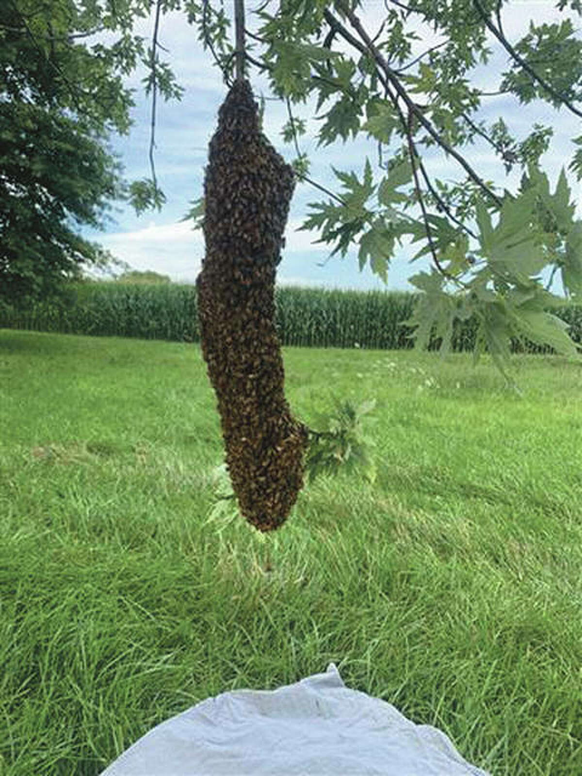 A large swarm of bees drops down from a tree south of White Hall.