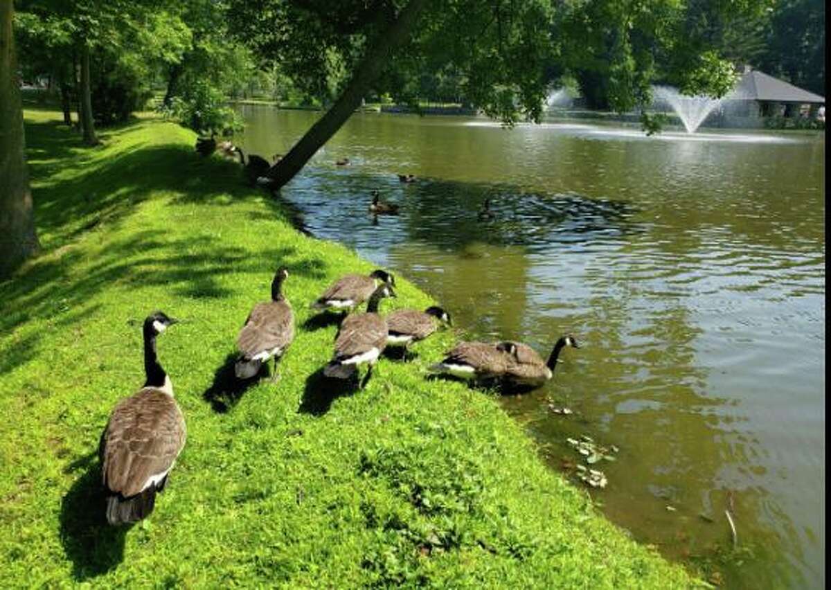The geese have returned at Tilley Pond