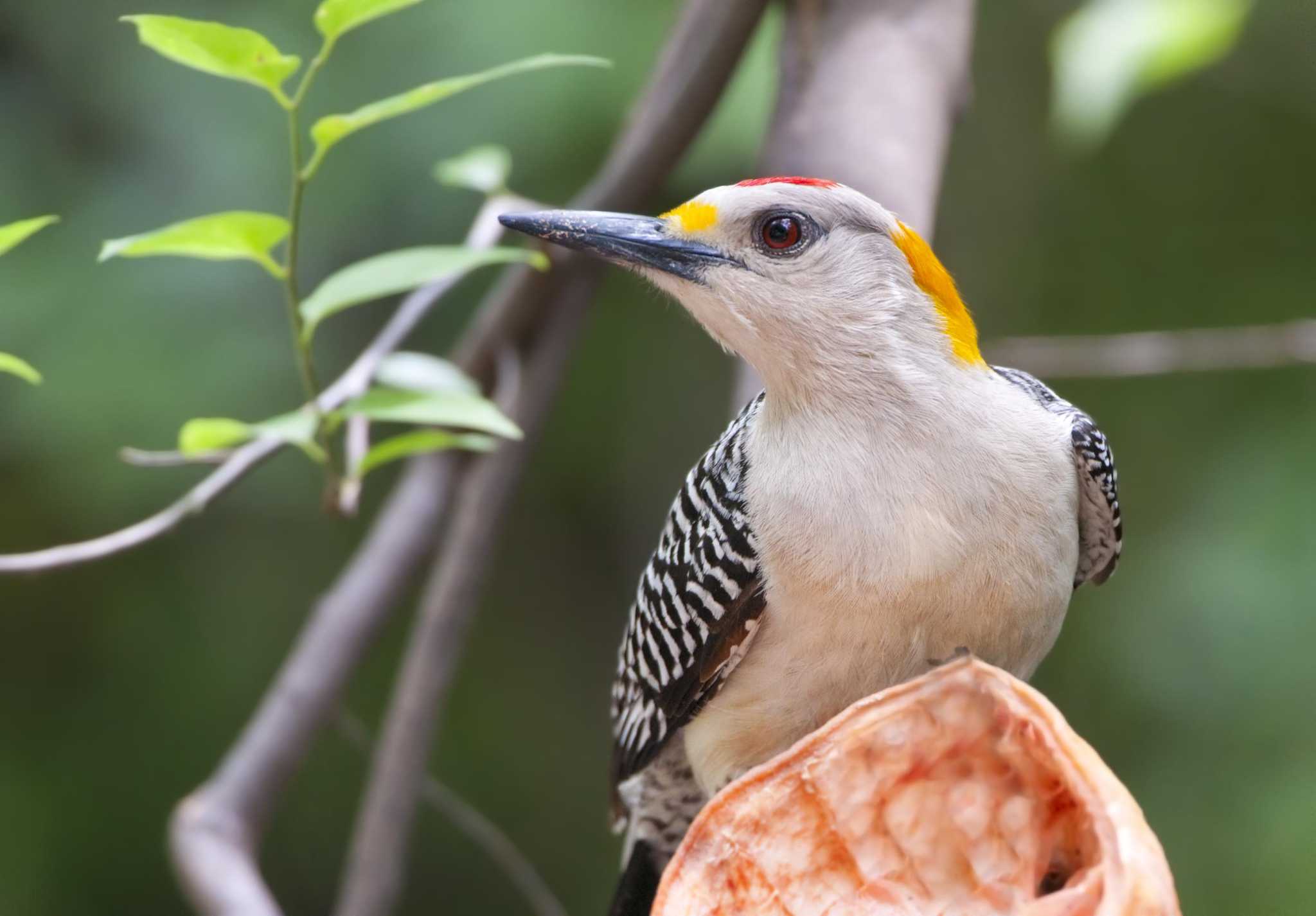 San Antonio can help migrating birds travel safely through Texas