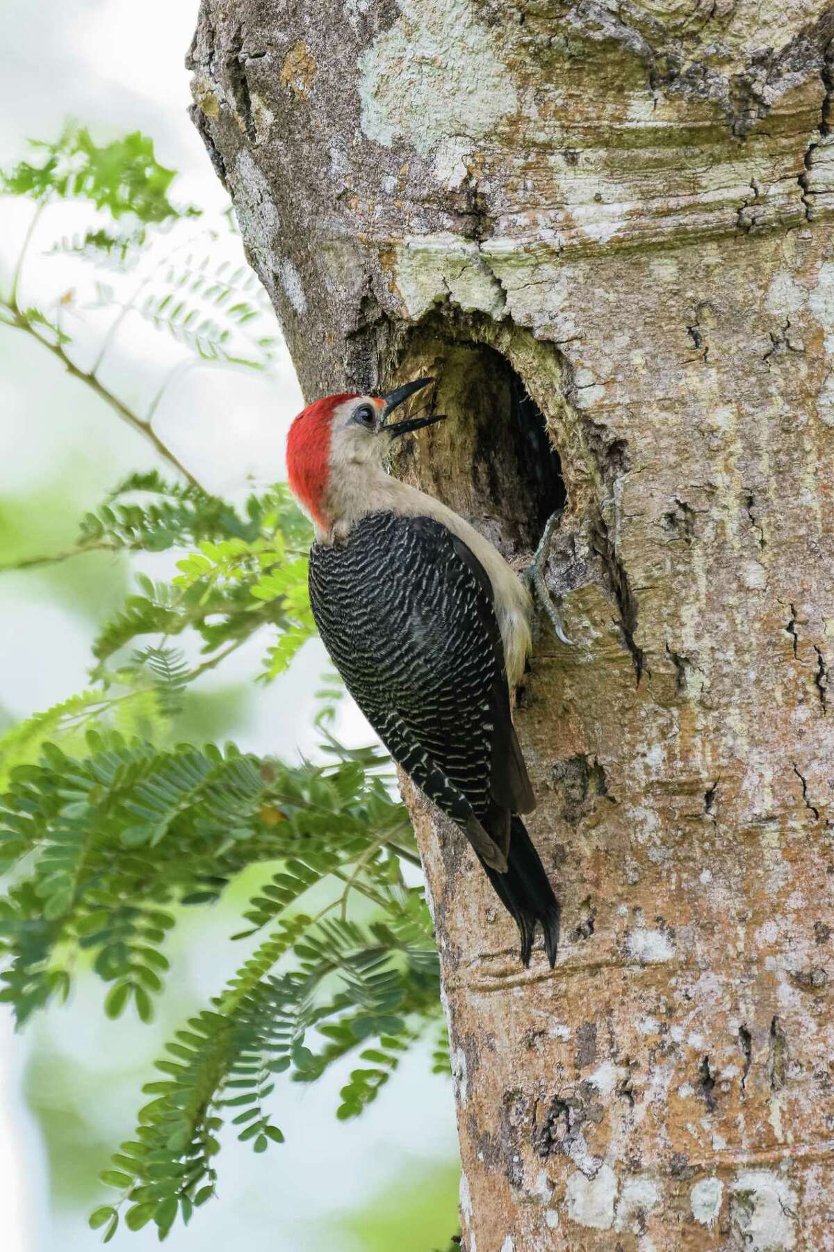 S.A.’s Common Critters The goldenfronted woodpecker is San Antonio’s