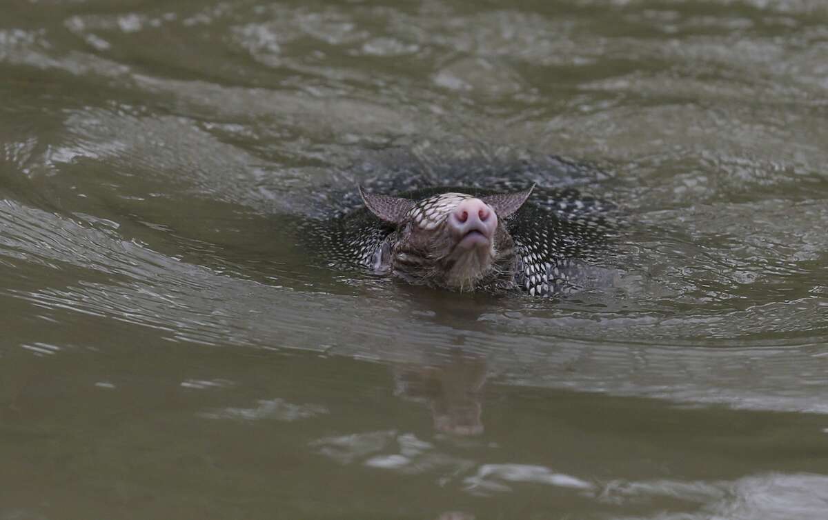 Houston: We know you like rescuing armadillos, but they can actually swim