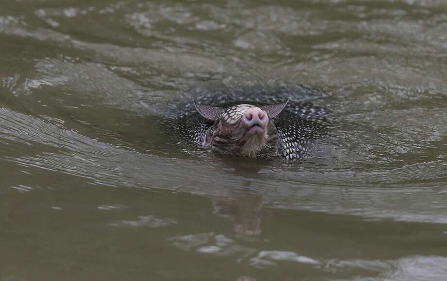 An armadillo swims toward a boat as it struggles in the flooded waters on highway 124 on Sept. 20, 2019 in Beaumont, Texas. Texas' official small mammal has interesting methods for crossing bodies of water. Photo: Thomas B. Shea/Getty Images / 2019 Getty Images