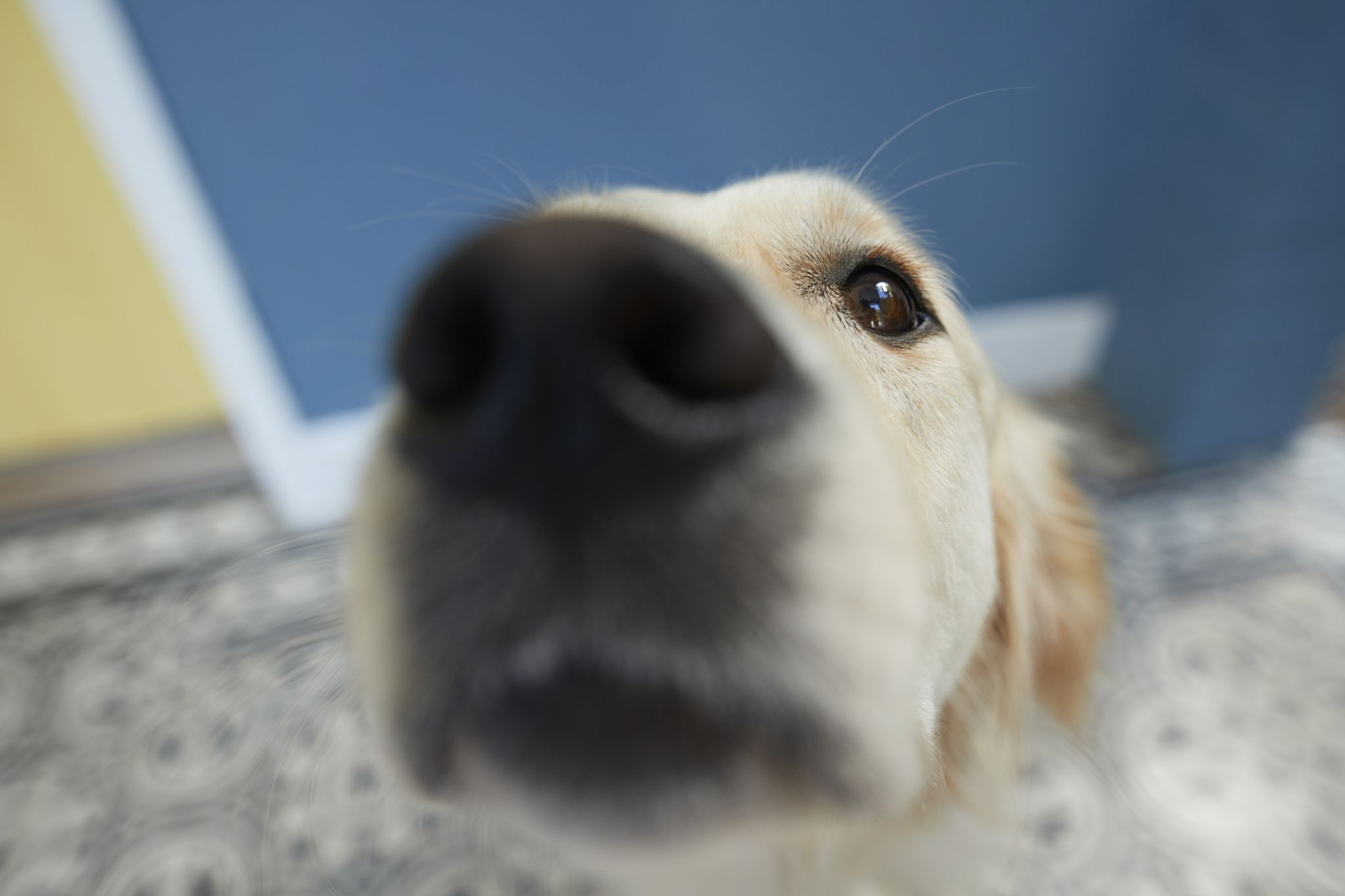 Dogs can sniff out COVID-19, an early study in Germany finds