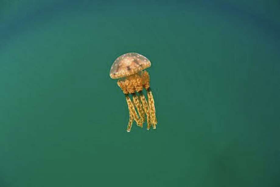 Itchy invaders Sea lice reported at Darien’s Weed Beach Darien Times