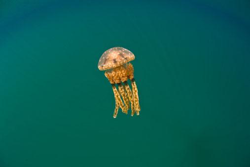 thimble jellyfish larvae
