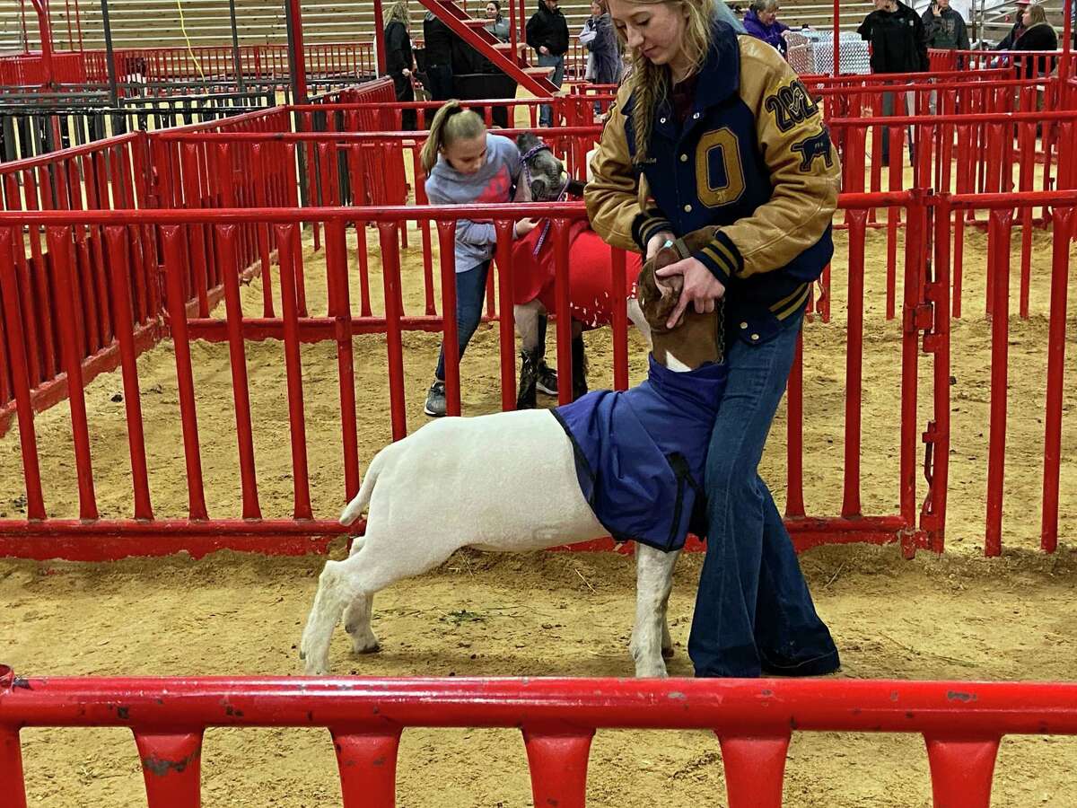 Madison Crick warms up her goat during the 2020 San Antonio Stock Show and Rodeo.