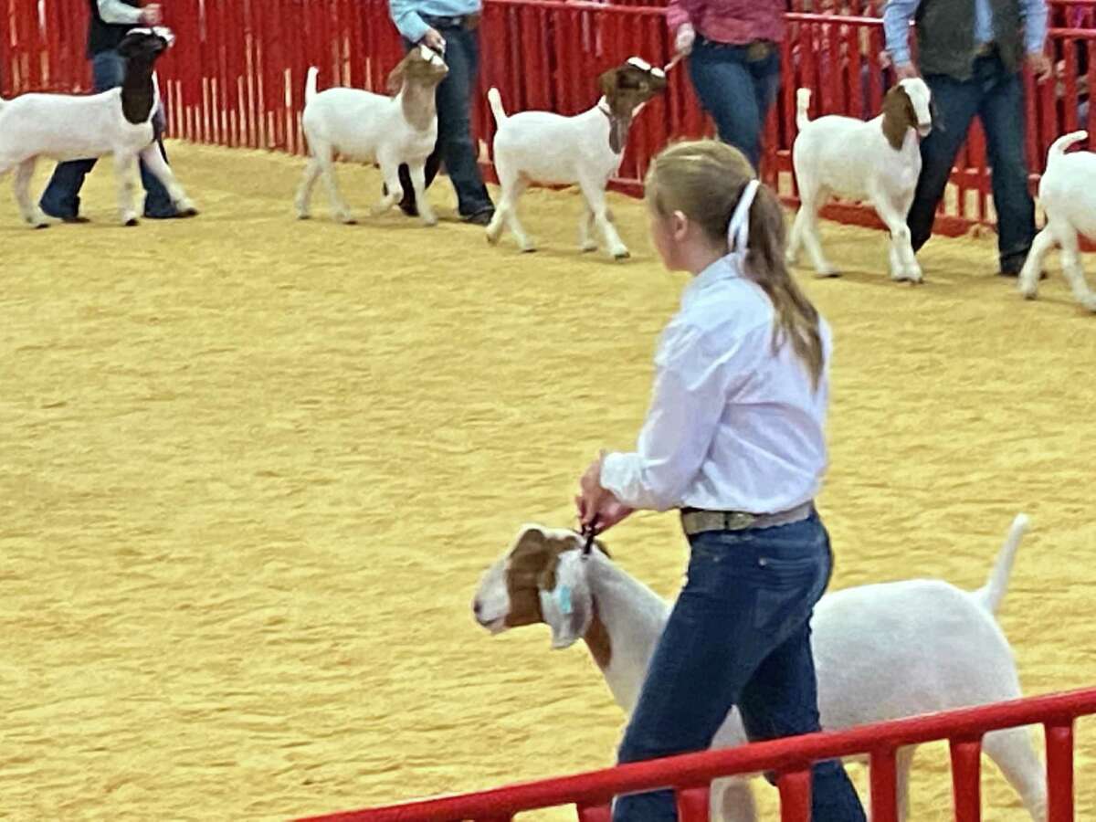 Students raising livestock for San Antonio Stock Show & Rodeo aren’t