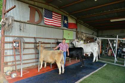 livestock scheduled