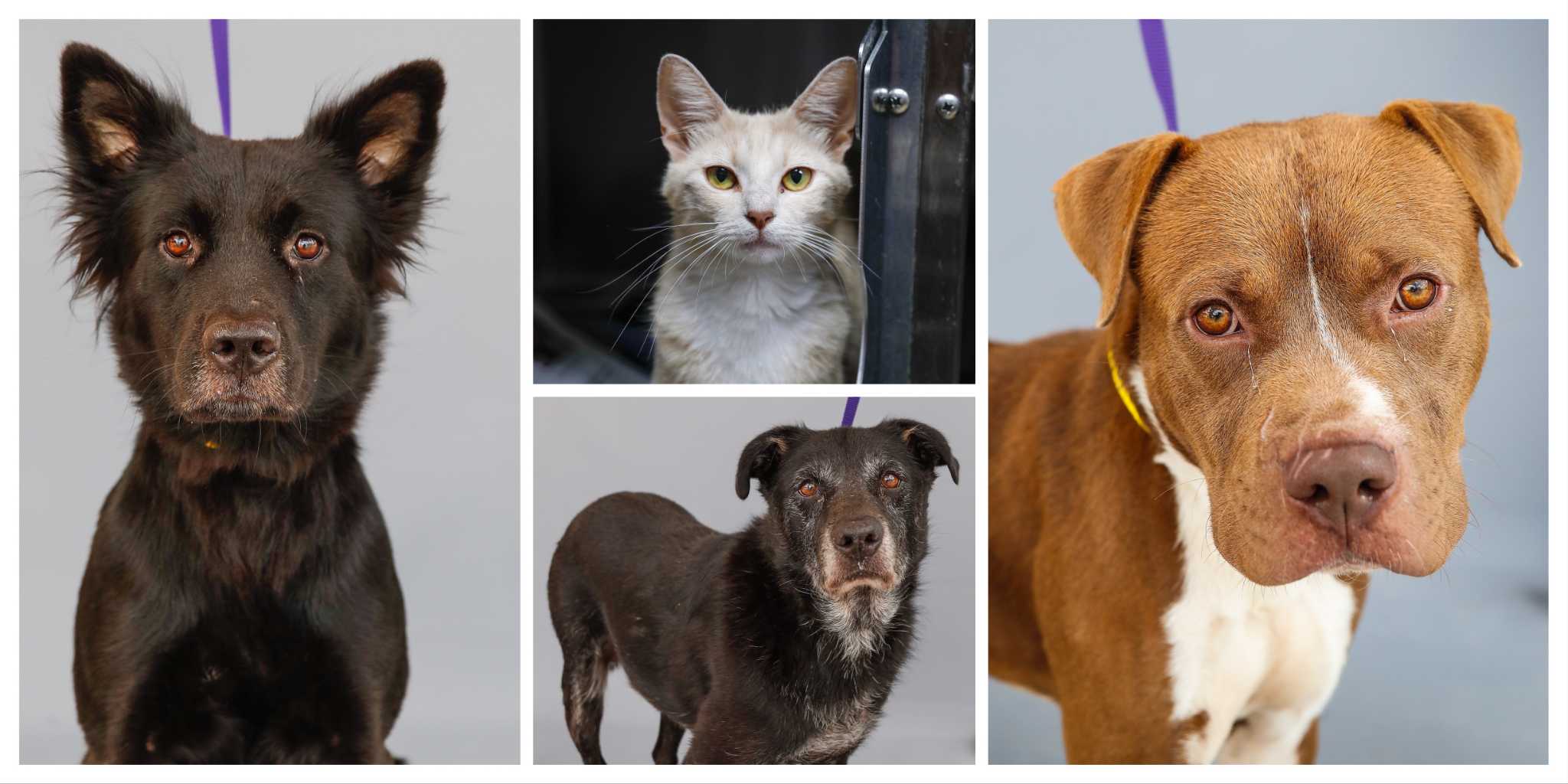 pets looking for homes