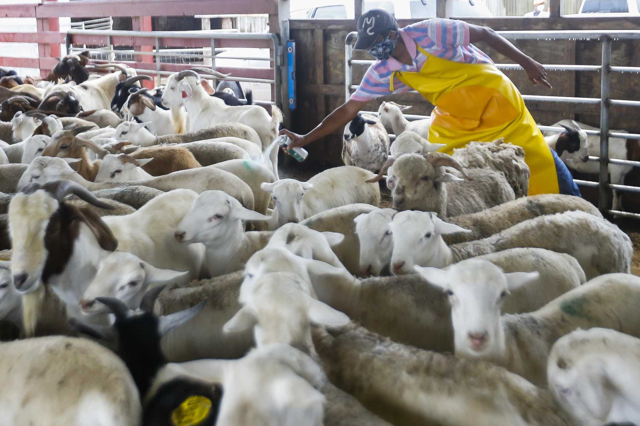 Sacrifice Of Sons Lambs Money Takes On New Meaning On Covid Clouded Muslim Holiday<script async src=