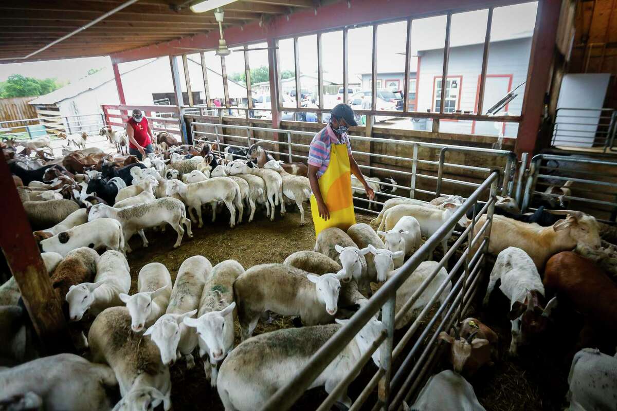 Sacrifice Of Sons Lambs Money Takes On New Meaning On Covid Clouded Muslim Holiday<script async src=