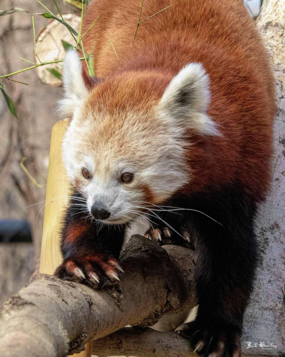 Beardsley Zoo red panda ‘will be deeply missed’ after dying in her sleep