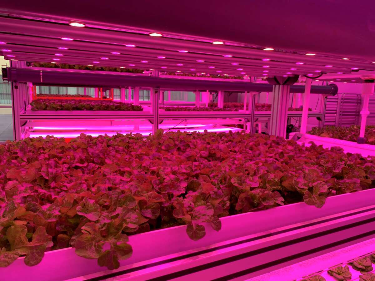 Kalera uses cleanroom technology and processes to eliminate the use of chemicals at its vertical farms. The Orlando-based company says its lettuces consume 95 percent less water compared to field farming.