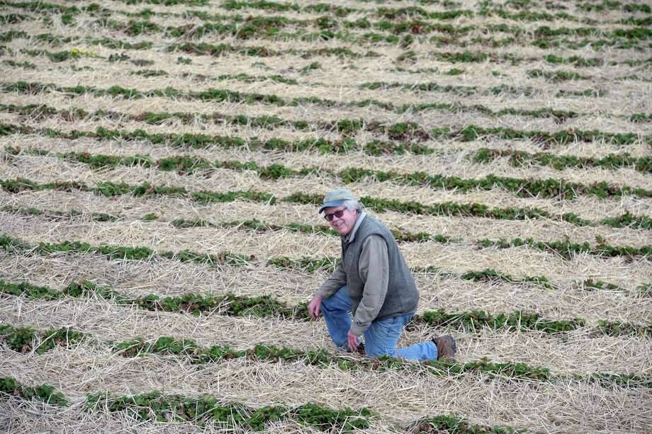 Terry Jones, owner of Jones Family Farms. Photo: Ned Gerard / Hearst Connecticut Media / Connecticut Post