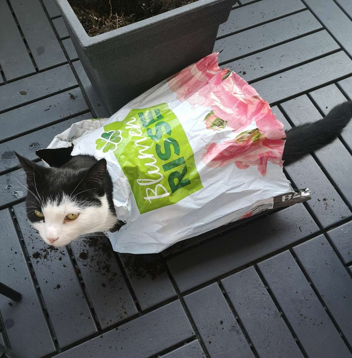 Garden-variety tomcat: Ron recycles a plastic potting soil bag in Kreuztal, Germany.