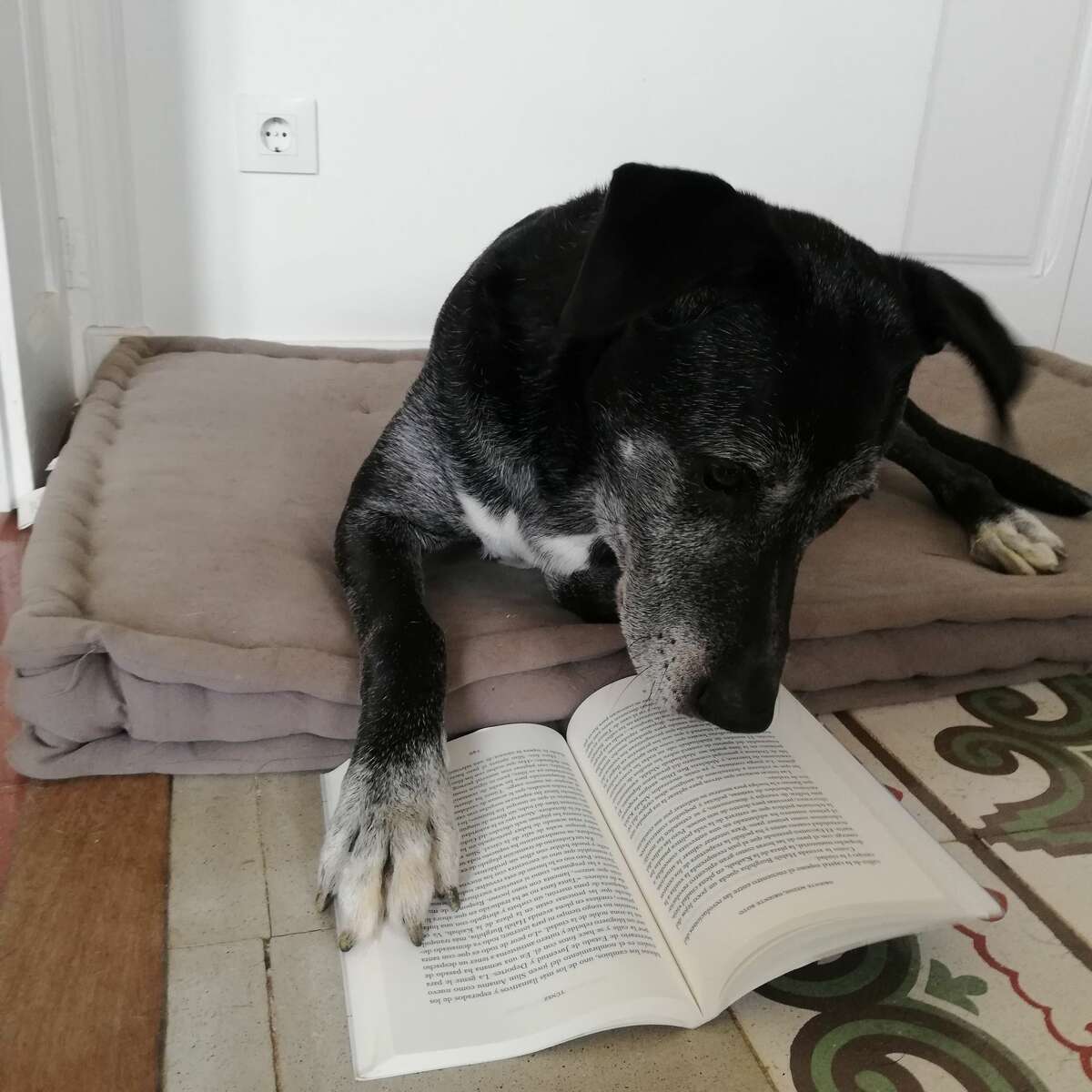 No treats until you finish your homework: Newton pores over a dog-eared book in Barcelona.