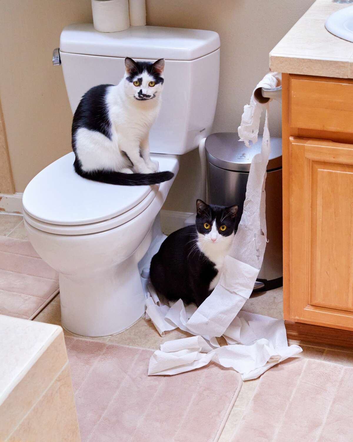 Uh, the dog did it. A homeowner in Edmonds, Wash., discovers why her family keeps running out of toilet paper.