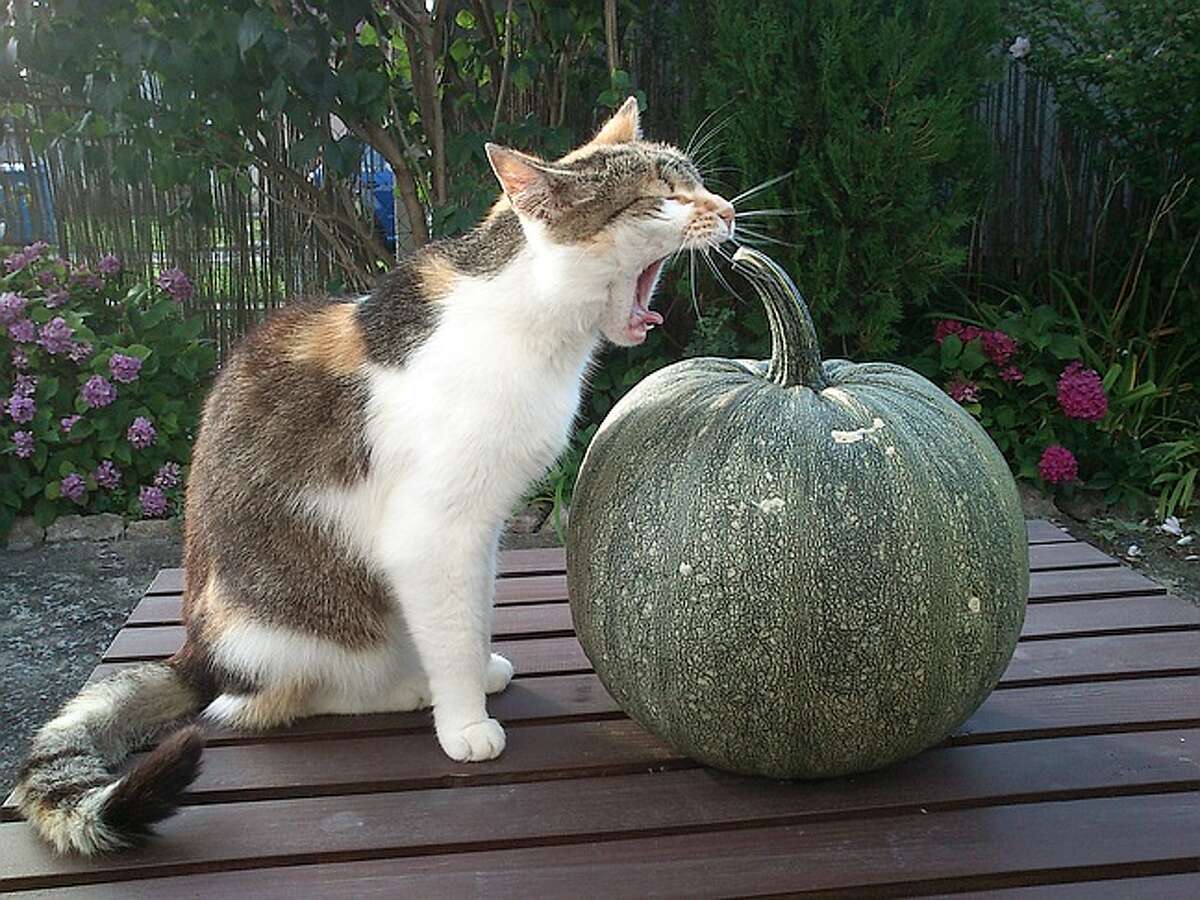 Bored out of her gourd: A calico can't stop yawning in Plavecky Mikulas, Slovakia.