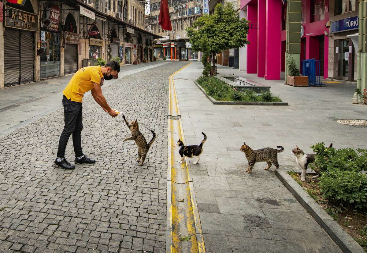 Put out your paw: Well-behaved cats line up for free food in Turkey.