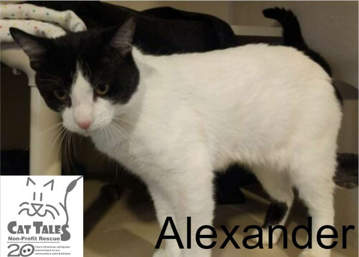 Alexander is 2-year-old black and white kitty. He says, “I'm a very sweet boy who was found as a stray. I enjoy attention, am playful and love to be petted. I'd love to go home with someone who is willing to give me time to adjust to my new surroundings. If you have another cat, just be sure to introduce us slowly. I'm ready for adoption! Come meet me, I'm waiting for you!” Visit http://www.CatTalesCT.org/cats/Alexander, call 860-344-9043, or email info@CatTalesCT.org. Watch our TV commercial: https://youtu.be/Y1MECIS4mIc