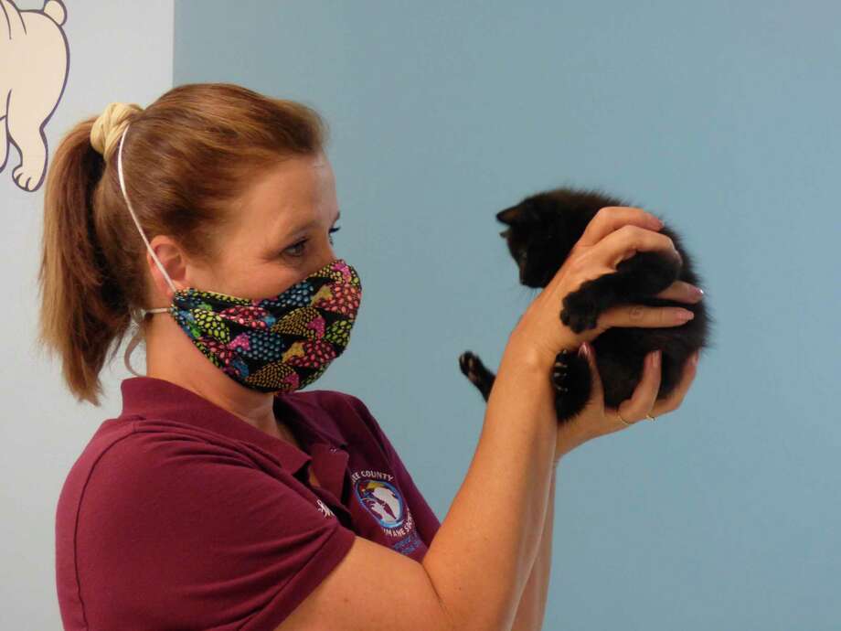 Homeward Bound shelter director, Shareen Edmondson holds a kitten which was recently saved from a storm drain in Manistee. The shelter requires community support to provide for animals that are released into their care. (Scott Fraley/News Advocate)