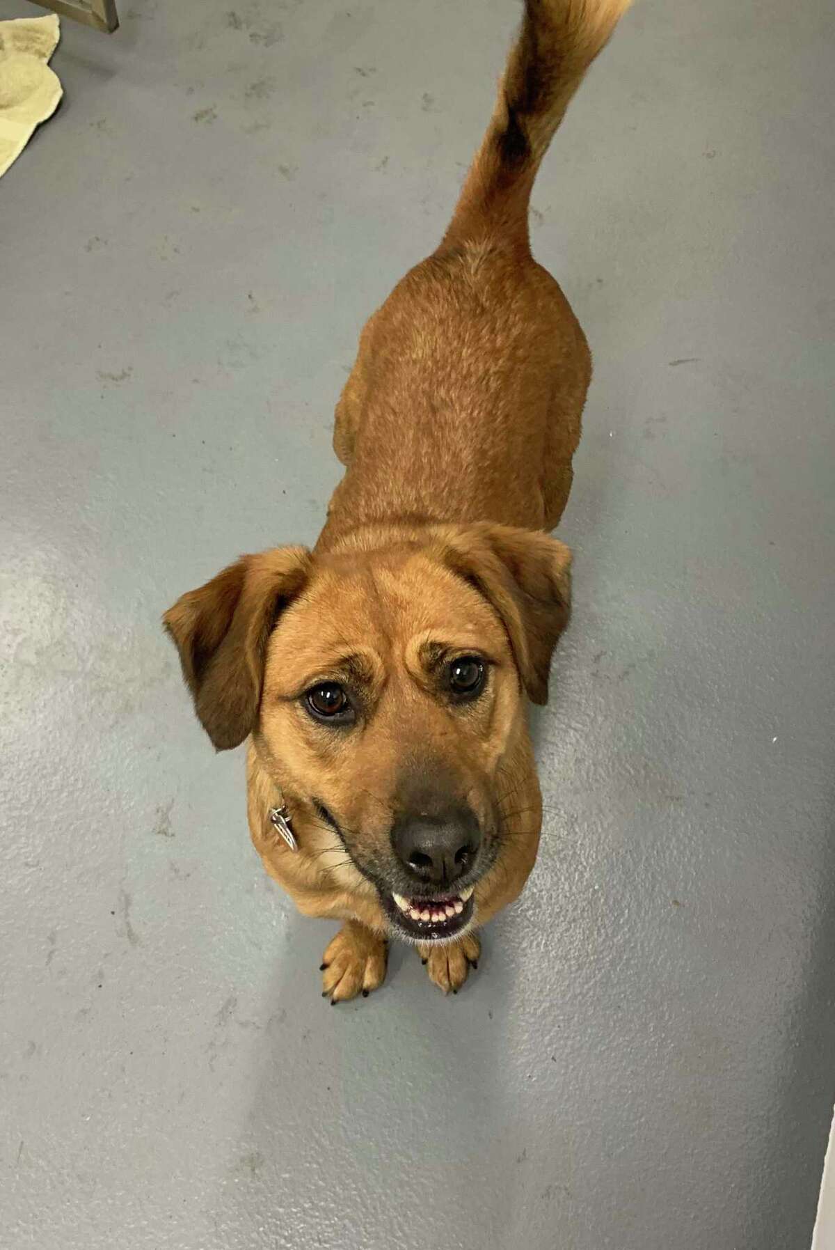 Hannah is a special 4-year-old Shepherd mix that seeks a loving home with extra TLC.