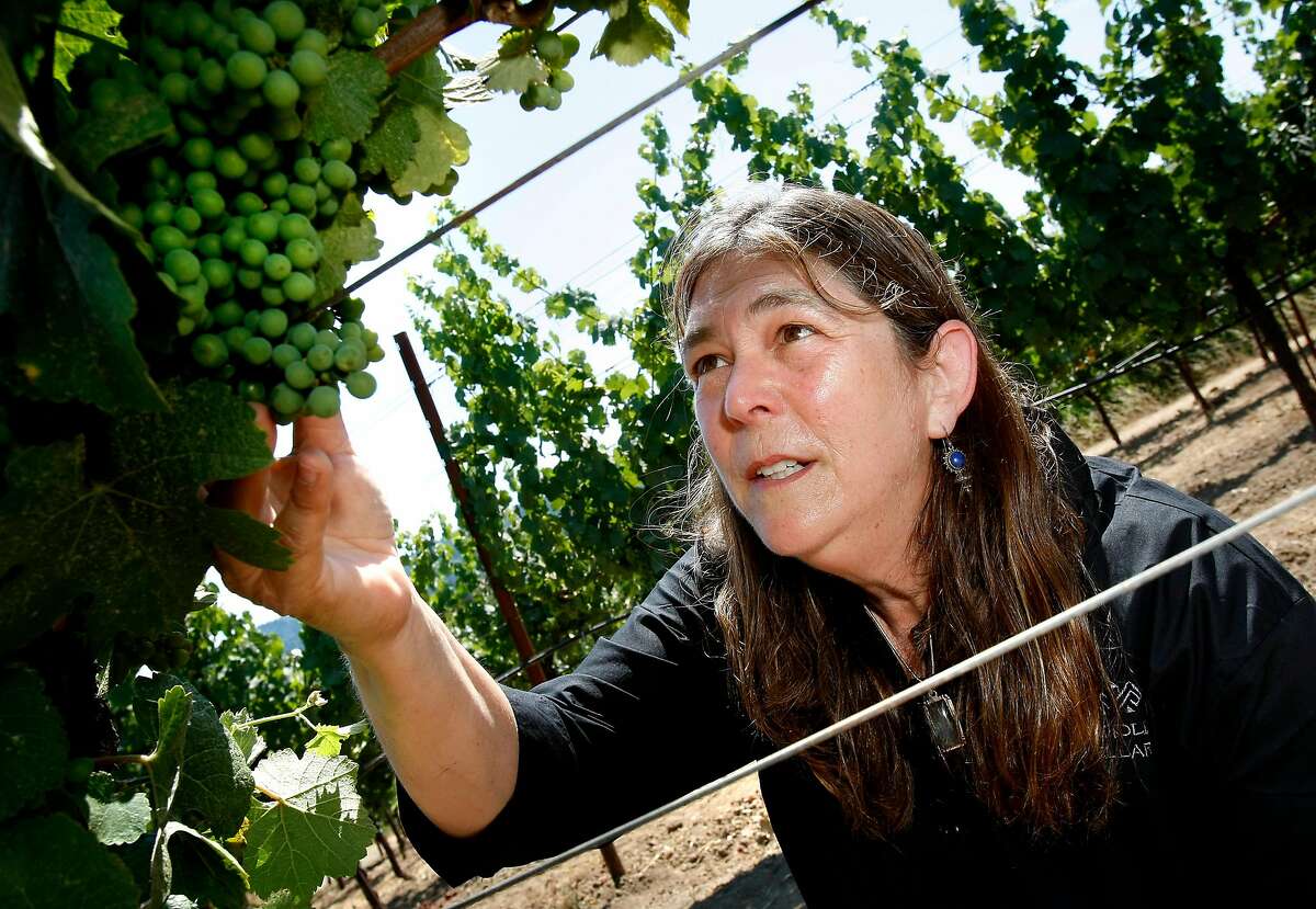 Winemaker Milla Handley likes to walk through the Gewurztraminer vineyards looking at the growth of the grapes which turn pink later in the season. Milla Handley is the winemaker for Hanley Cellars off highway 128 in the Anderson Valley of Mendocino County.