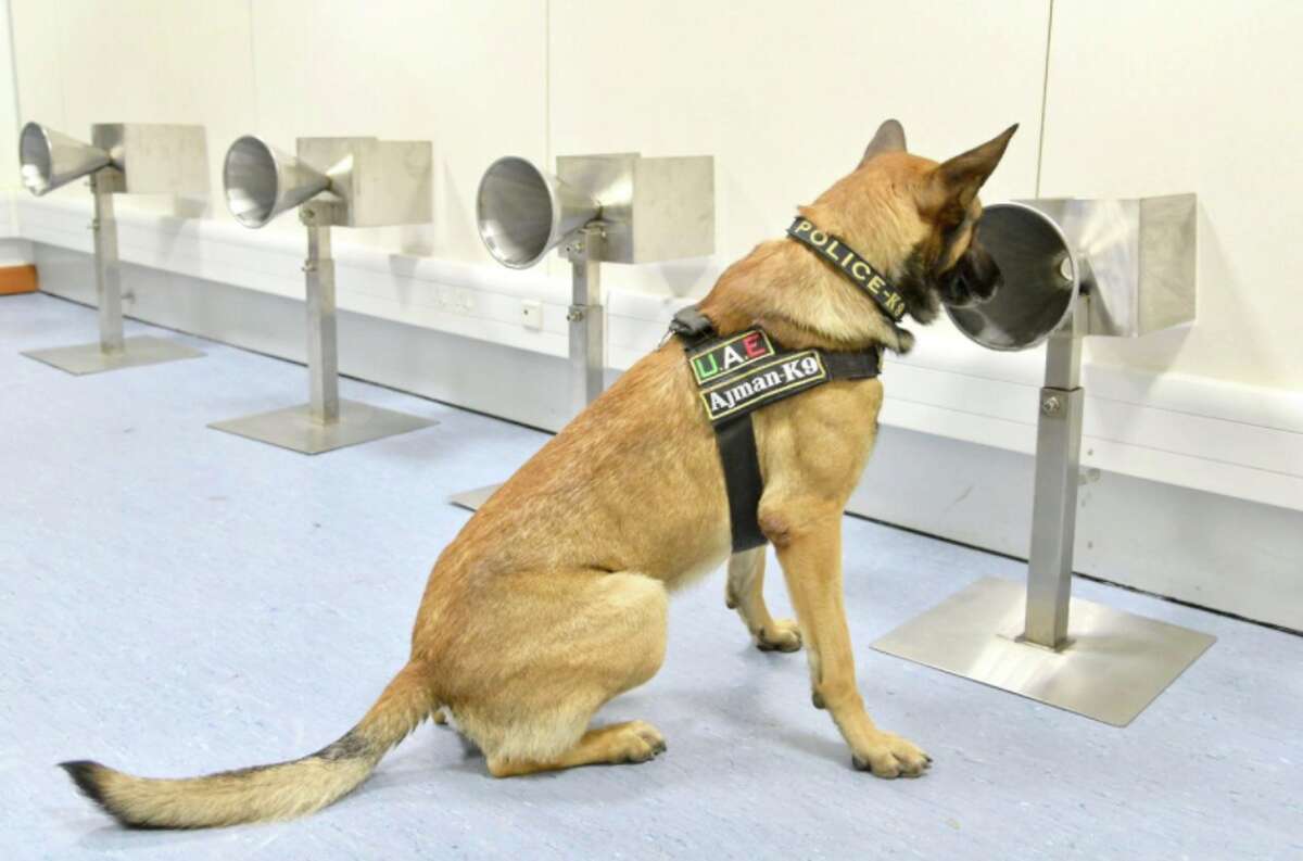 Dogs used to detect COVID-19 in arriving passengers at Dubai International Airport