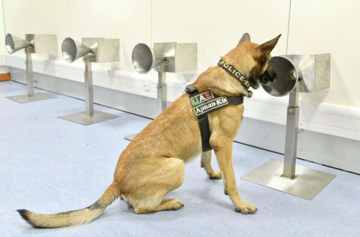 what are airport dogs sniffing for