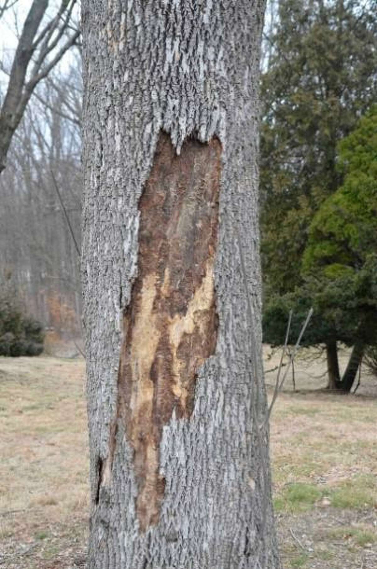 Check trees for summer pests; devastating emerald ash borer hits Texas