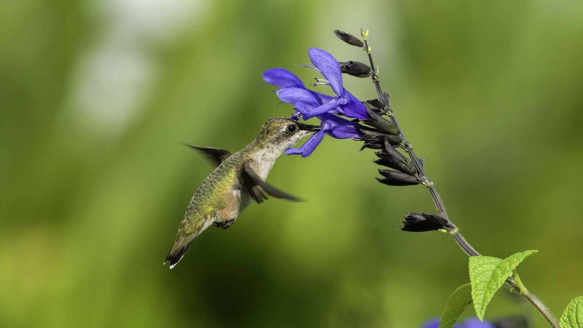 A hummingbird feeds on Salvia.