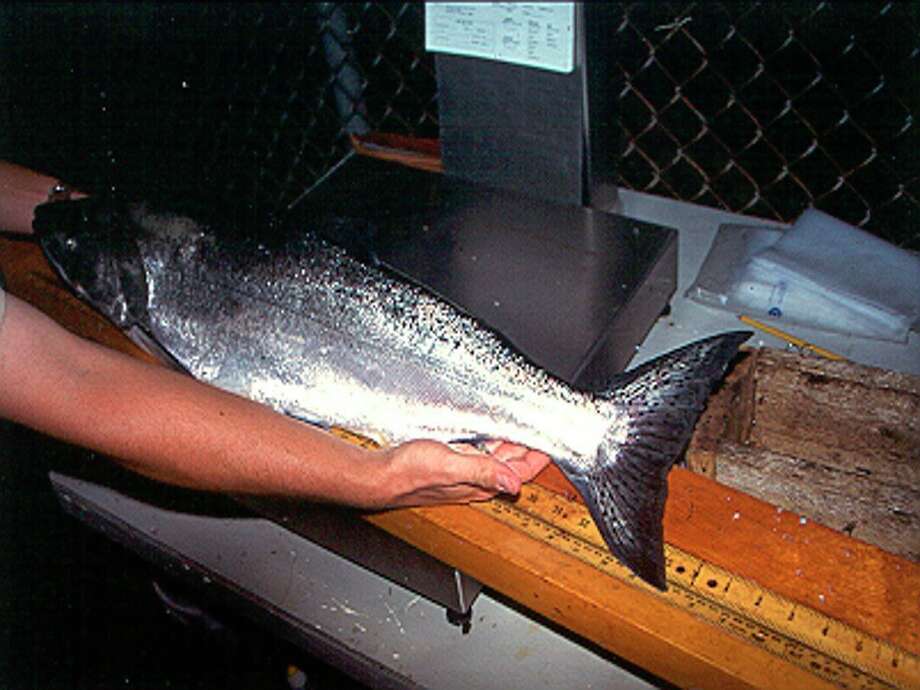 A hatchery-reared Chinook salmon with a clipped adipose fin is pictured. (Courtesy photo/Michigan Department of Natural Resources)