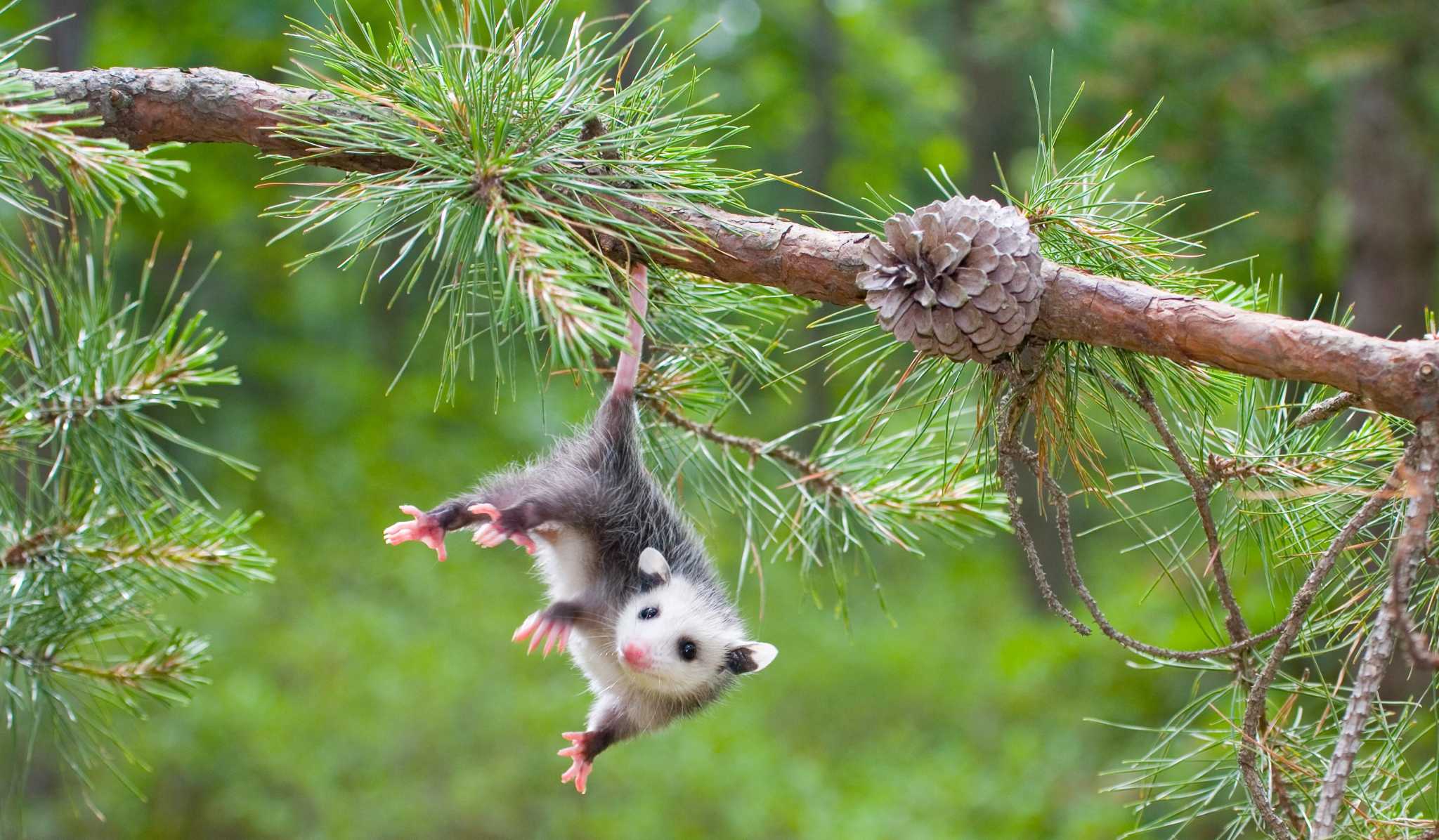 opossum hanging by tail