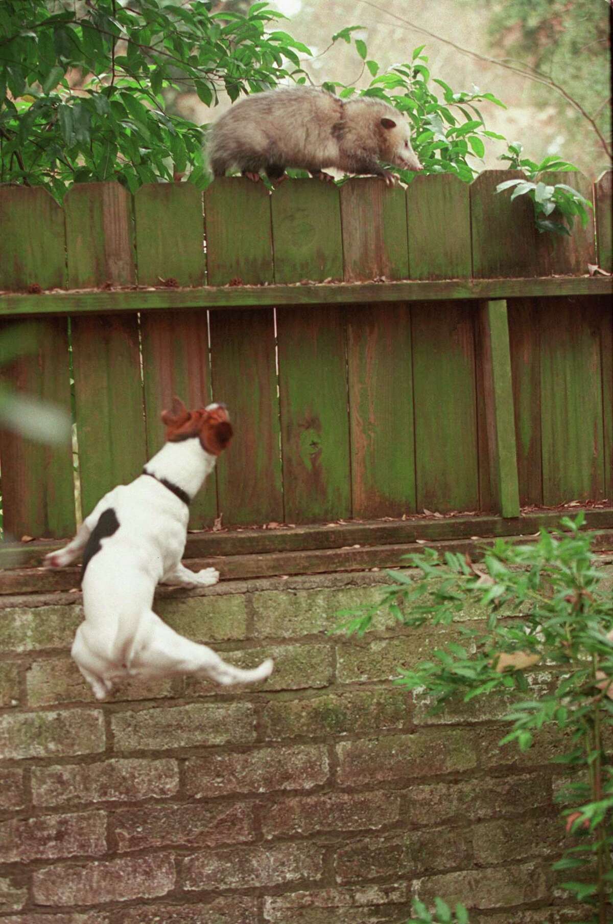 In this 2002 photo, a Jack ussell terrier defends his territory against an opossum foraging for food. Opossums are nocturnal, but they may leave the nest during the day when hungry or when something disturbs the nest.