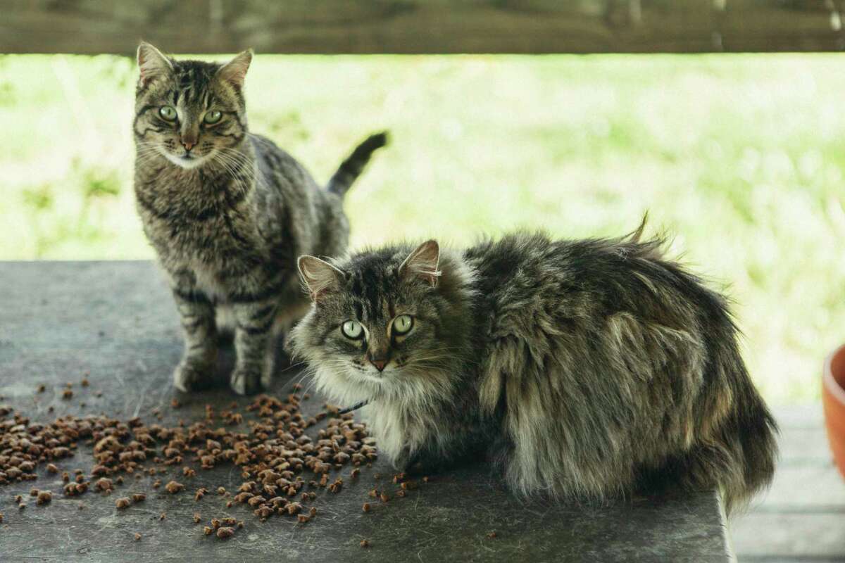 There is a new cat group in Bulverde called Animal Rescue Connections (ARC) that advocates for cats. They foster and place cats as well as participate and educate on trap, neuter, and return for feral felines.