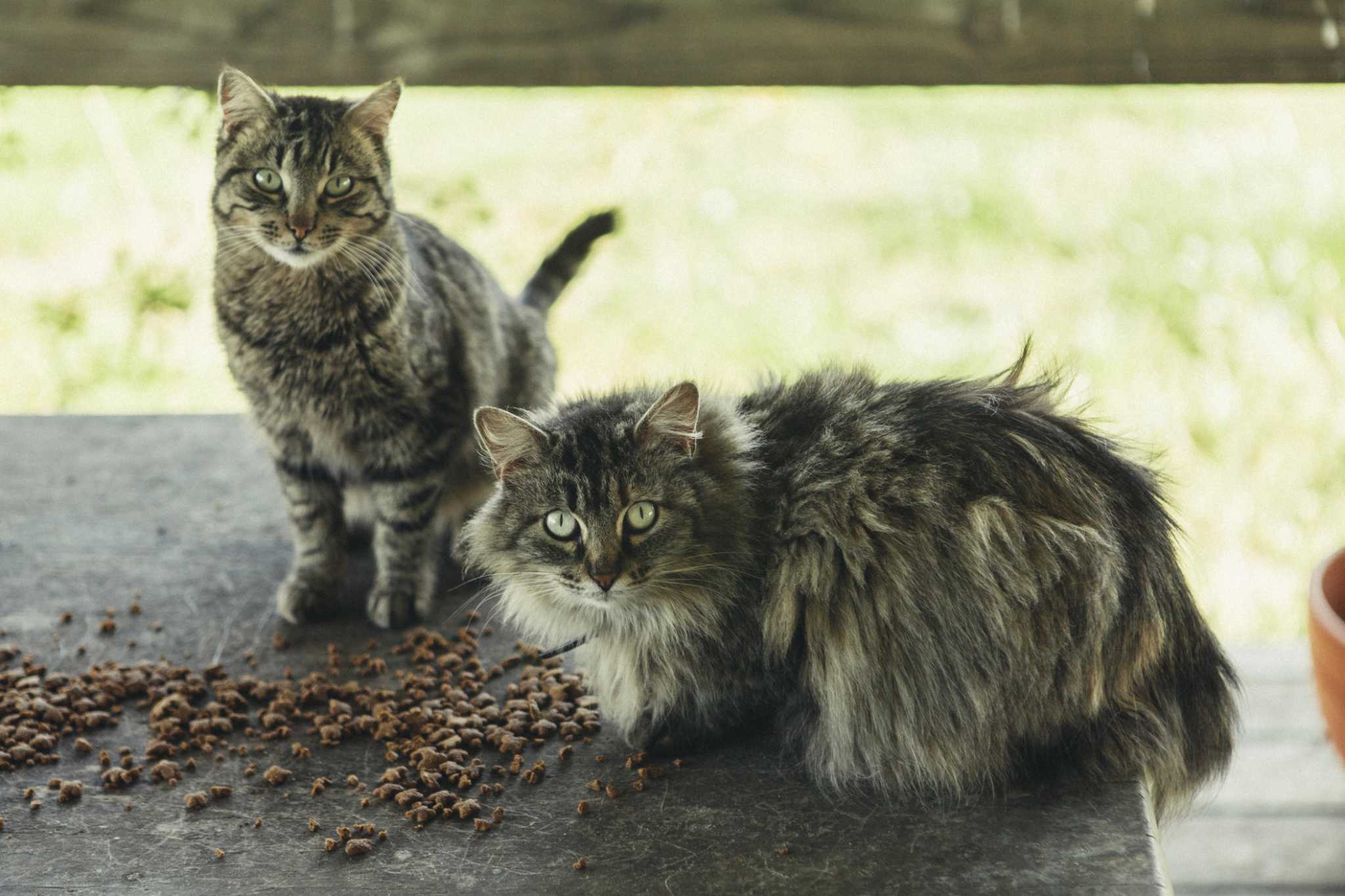 free download feeding feral cats