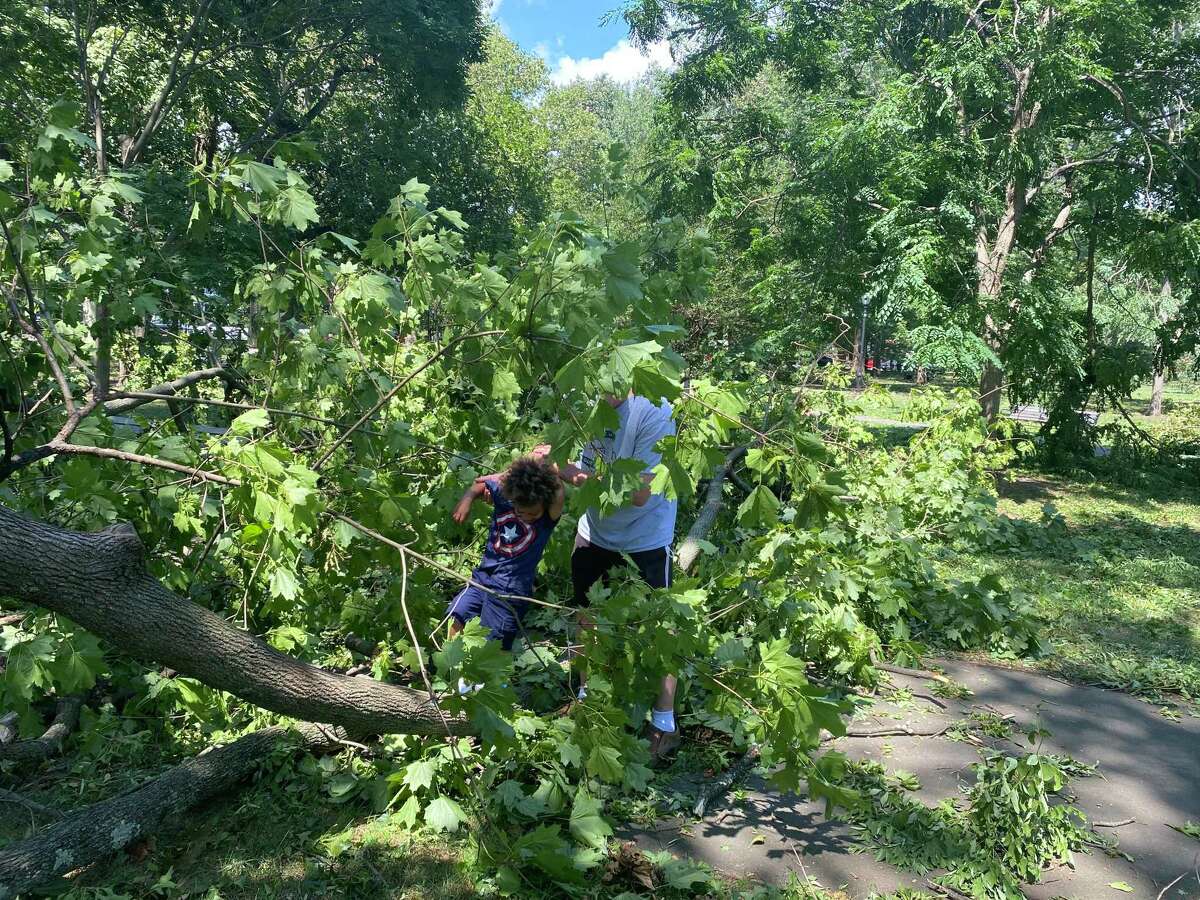Mason Sanders, 3, walks along a broken-off maple tree limb with his grandfather, John Champion, in Wooster Square Park Wednesday in New Haven. They live in Westville. The city was struck by Tropical Storm Isaias Tuesday night.