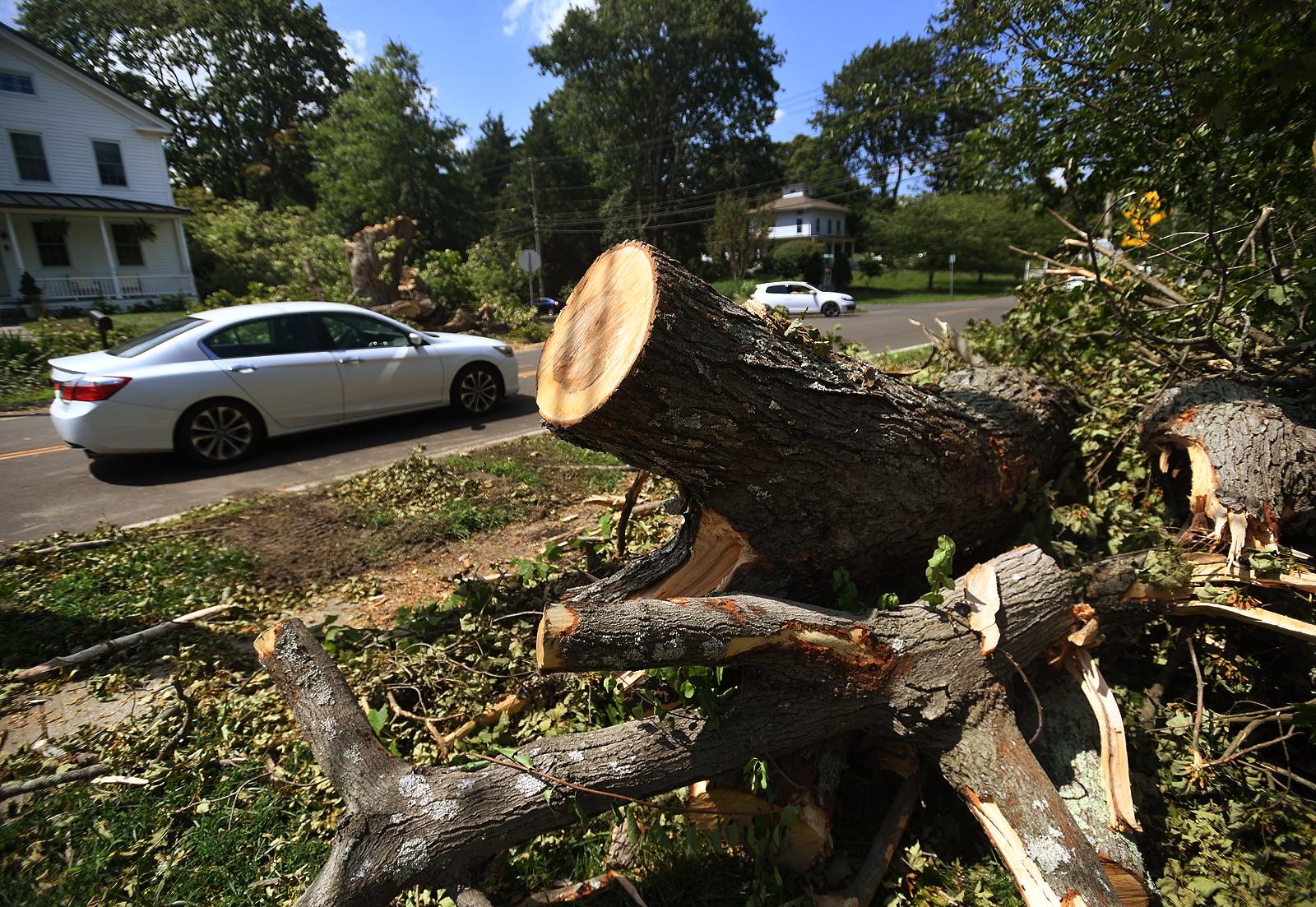 Isaias knocked down a tree in your yard. What do you do now?