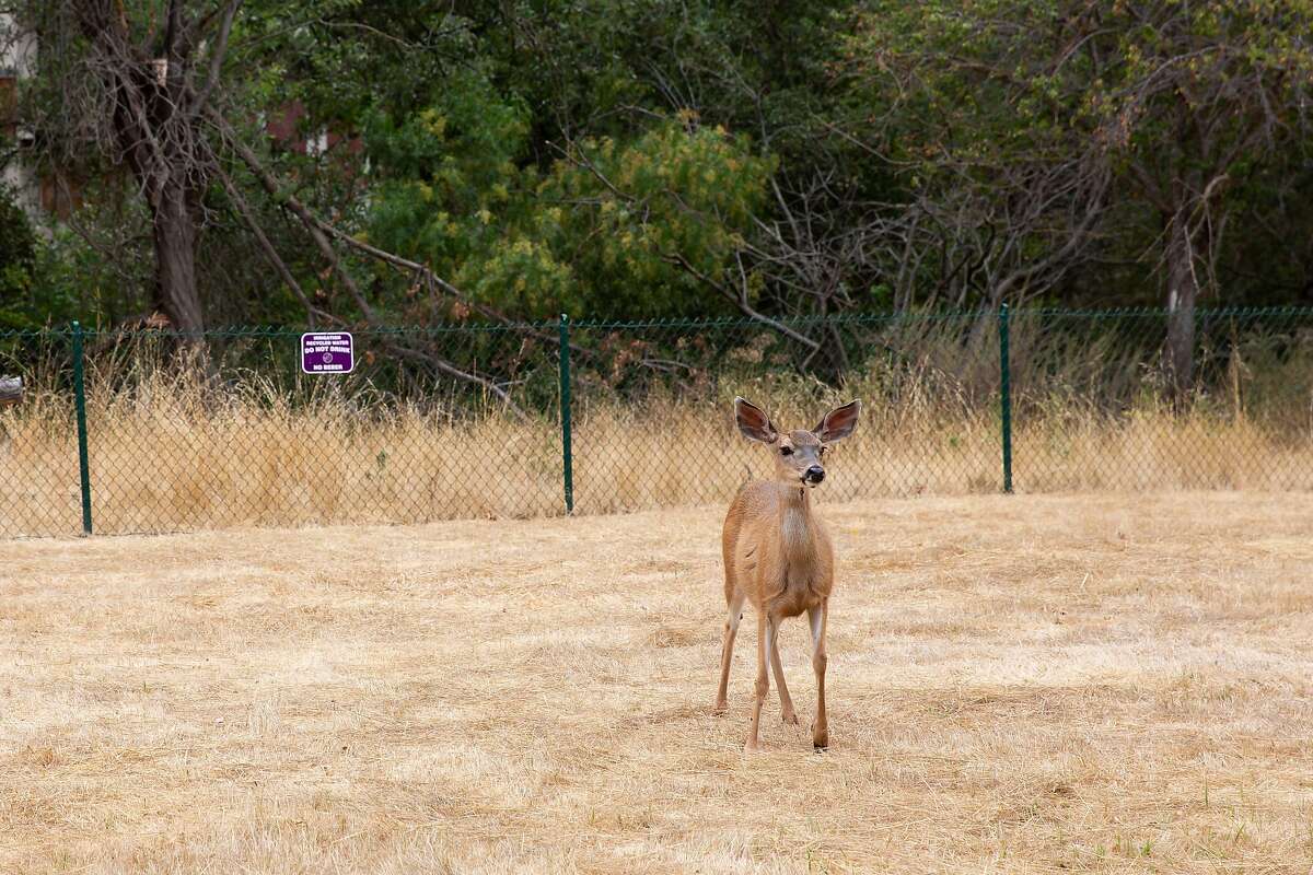 A deer walks through the field at the planned Eden Housing project site in Castro Valley, Calif. on Wednesday, Aug. 5, 2020. Just under 3 acres of the 6.24 acre plot owned by Eden Housing will be developed in an apartment complex with 72 units ranging from studios to 3 bedroom units.