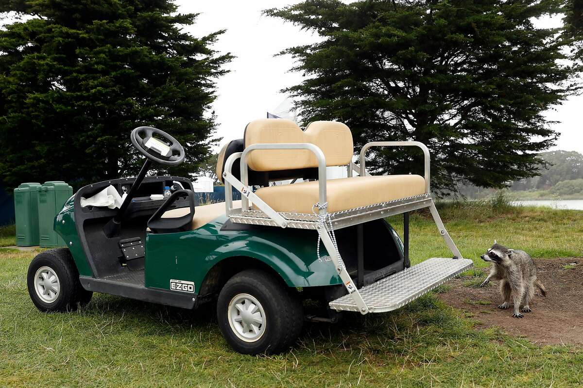 A raccoon investigates a golf cart during PGA Championship practice round at Harding Park in San Francisco, Calif., on Wednesday, August 5, 2020.