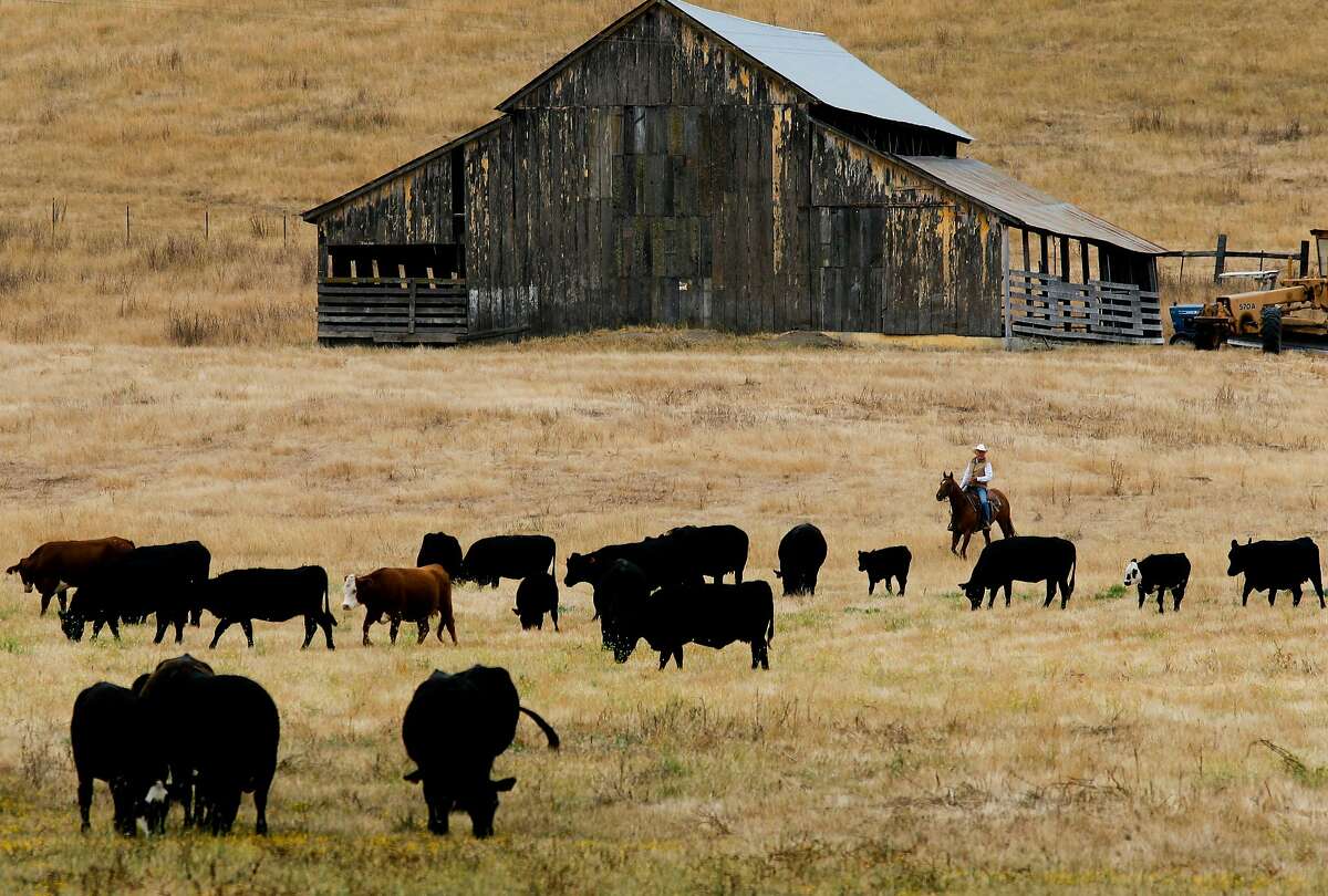A rancher herds his cattle near Aromas in 2012. Aromas was the approximate epicenter of Saturday night’s 4.2 magnitude earthquake.